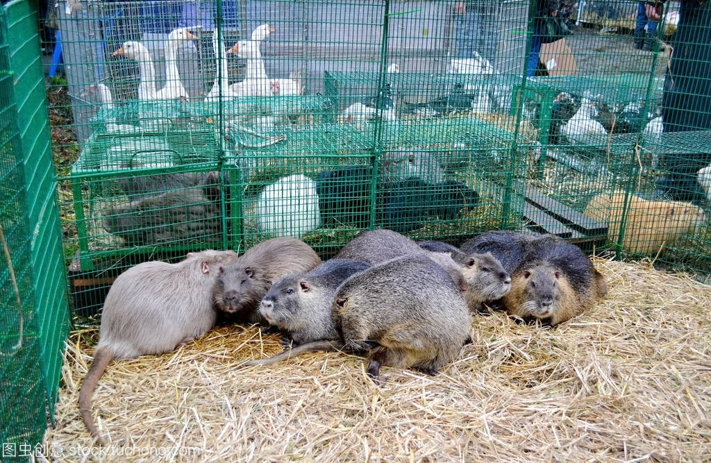 在家禽市场交易河鼠 机遇与风险并存