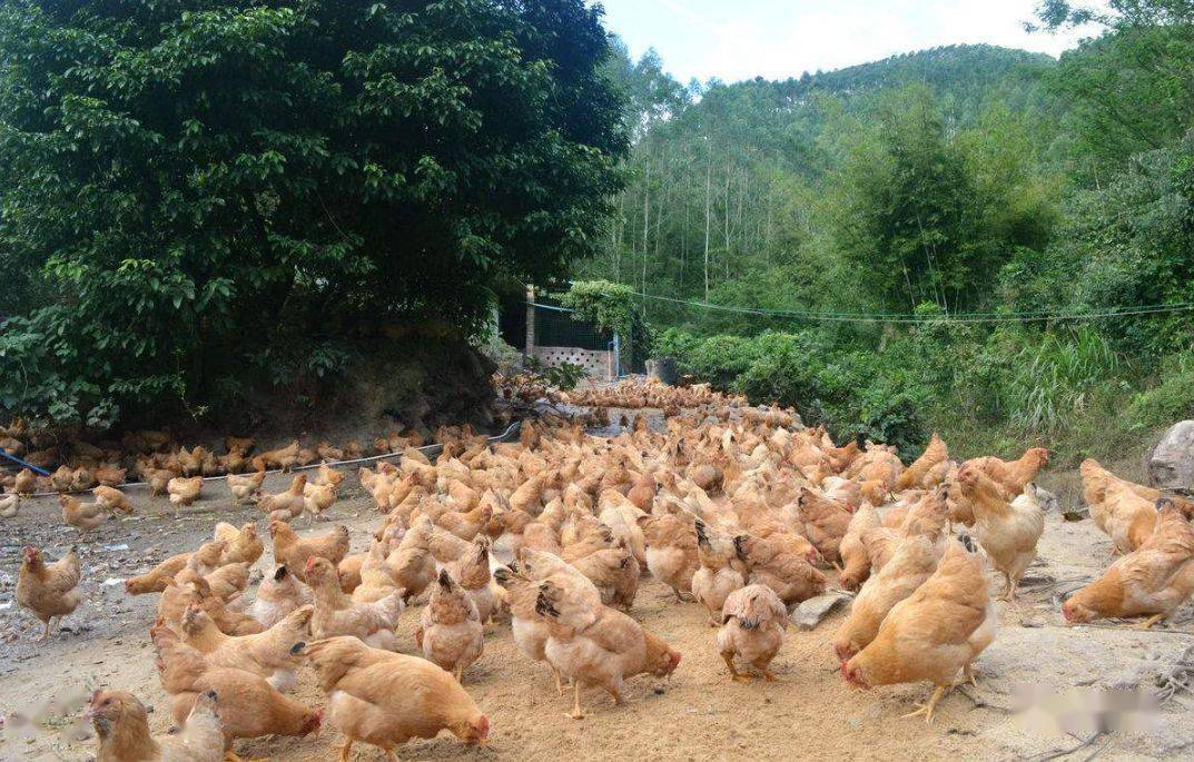 冬季养鸡 天气转凉，养鸡需要注意的4个关键点