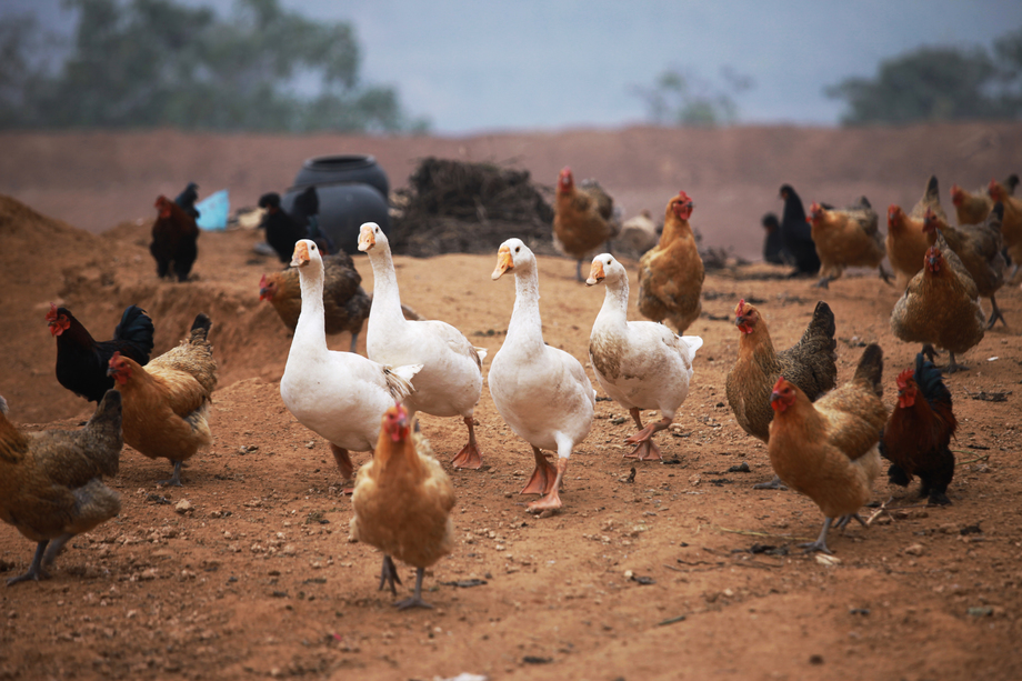 家禽 人类生活中的重要伙伴