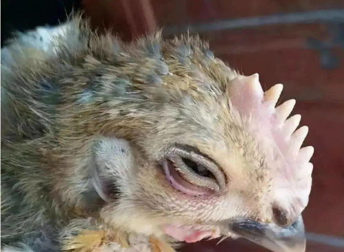 年底家禽呼吸道病高发，养殖场如何科学应对与有效防控？