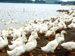 家禽养殖 从庭院走向现代化的产业之路