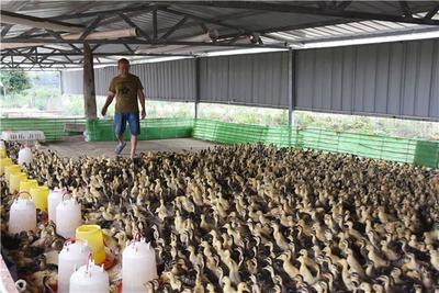镇平县王岗乡 瞄准市场需求，家禽养殖铺就增收致富路