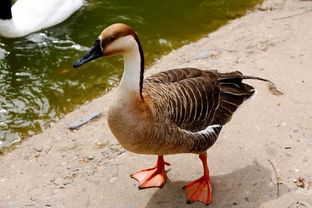 神奇家禽 不止会飞与送信