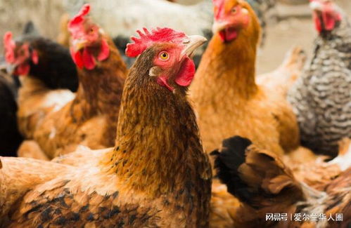 爱尔兰八个家禽群检出沙门氏菌，食品安全警钟再次敲响