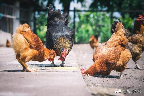 老兽医分享 五种防治家禽感冒的中草药，农村养鸡人必备收藏