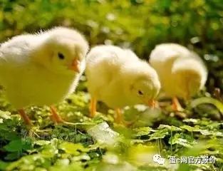 多地兴建家禽集中屠宰市场，生鲜鸡将“飞”入寻常百姓家