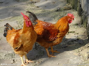 家禽家畜 人类生活的忠实伴侣与宝贵资源