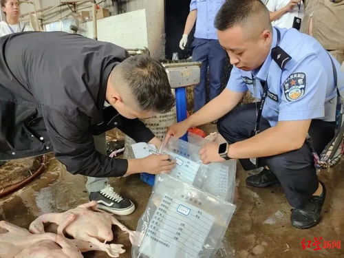 工业松香褪去家禽绒毛，黑心企业涉案五百万终落法网