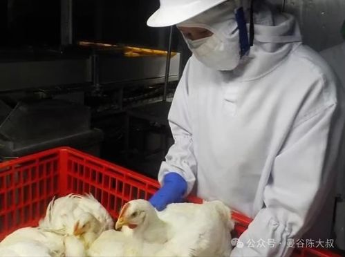 中国再开放市场准入，批准三家泰国鸡肉工厂对华出口资质