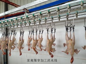 蒙自农业信息网 打造家禽产业智能化服务平台，助力乡村振兴