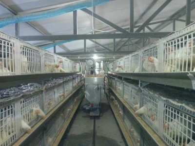 智能升级 养禽专用饲养笼设备引领鸡鸭养殖新潮流