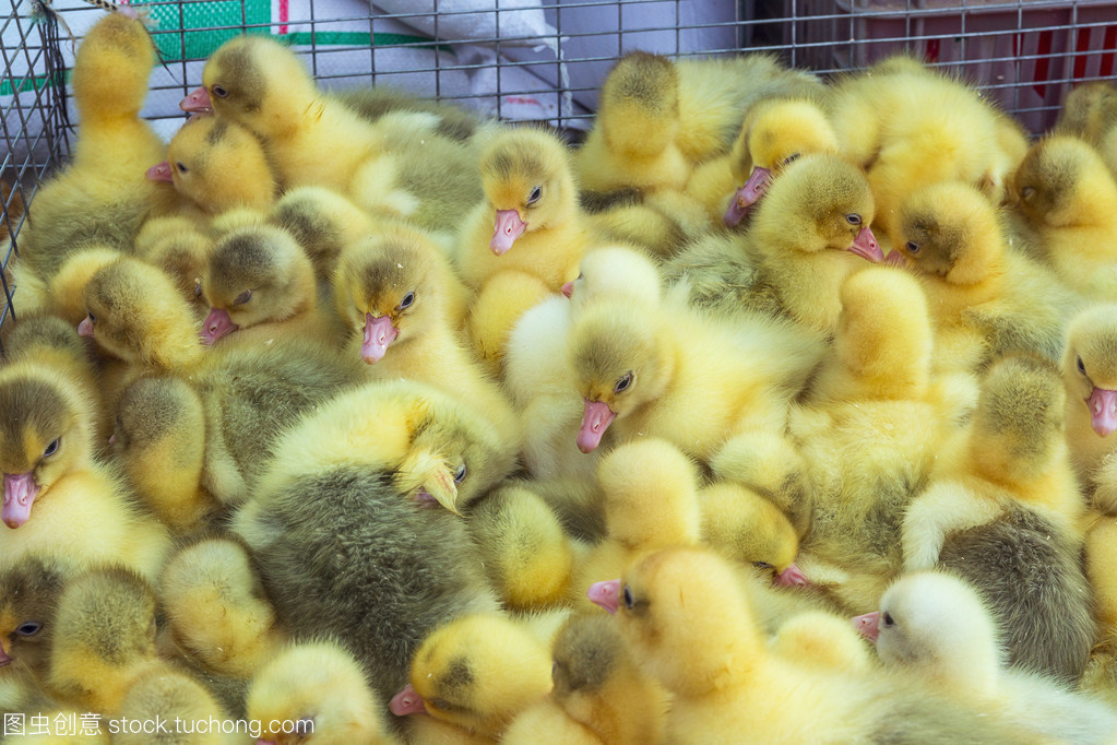 笼中幼禽的和谐共处