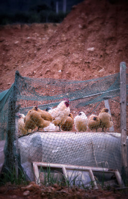 家禽 人类餐桌上的重要伙伴