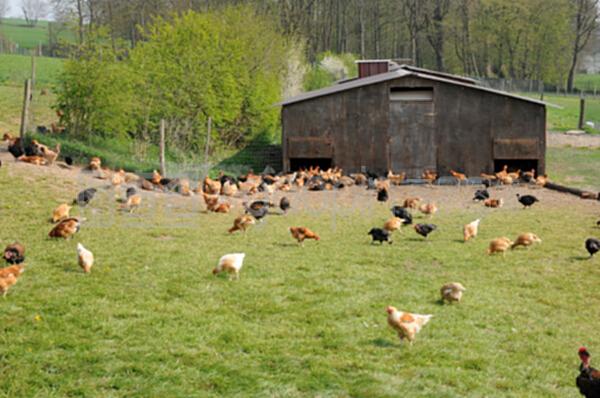 布鲁埃恩维辛的家禽养殖 传统与现代的完美融合