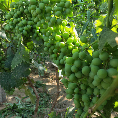 达米娜葡萄苗与家禽养殖的协同发展——以天津地区为例